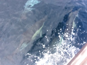 And more dolphins