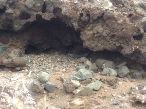 Corys Shearwater chick n burrow